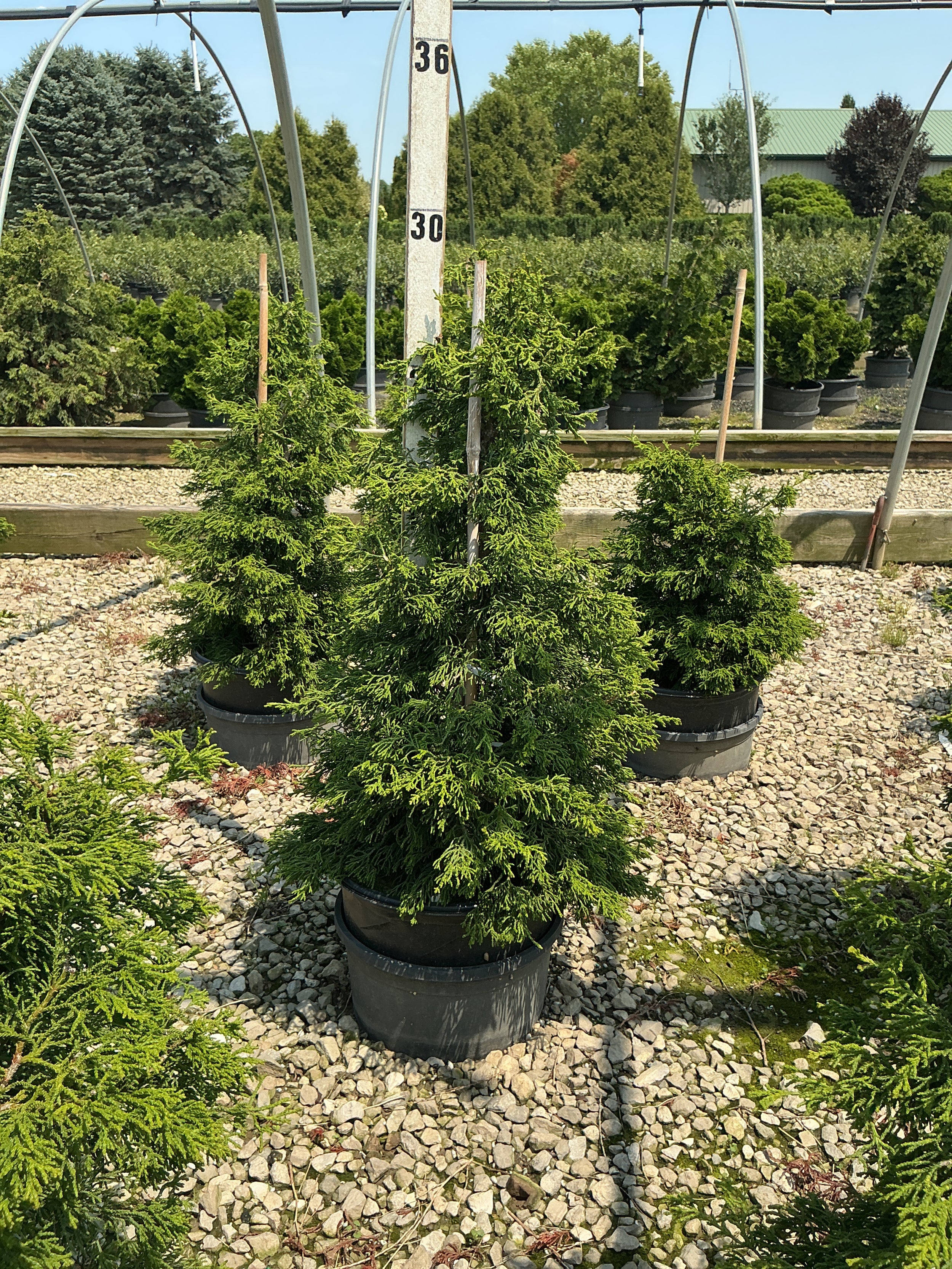 Chamaecyparis obtusa 'Torulosa'