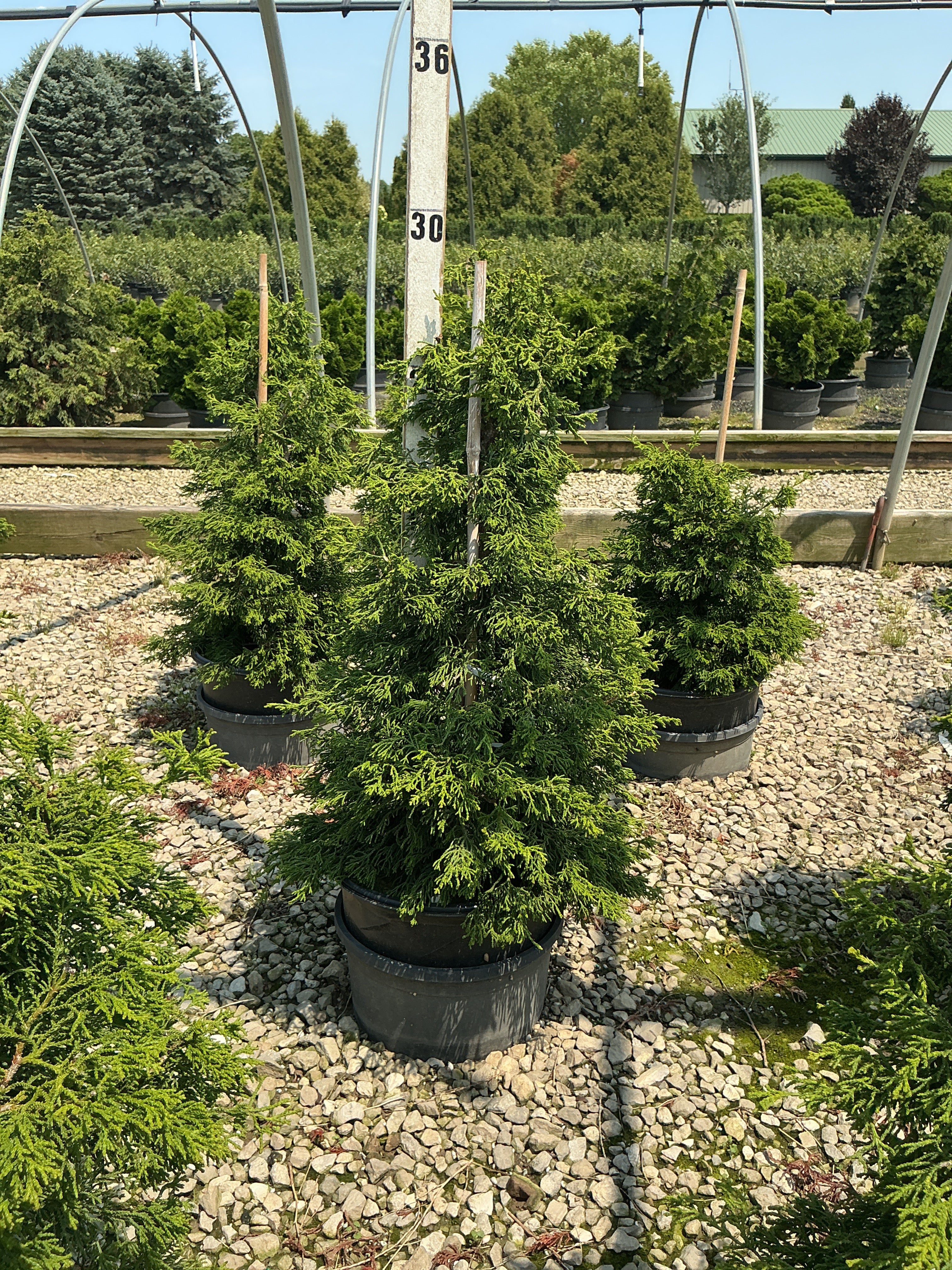 Chamaecyparis obtusa 'Torulosa'