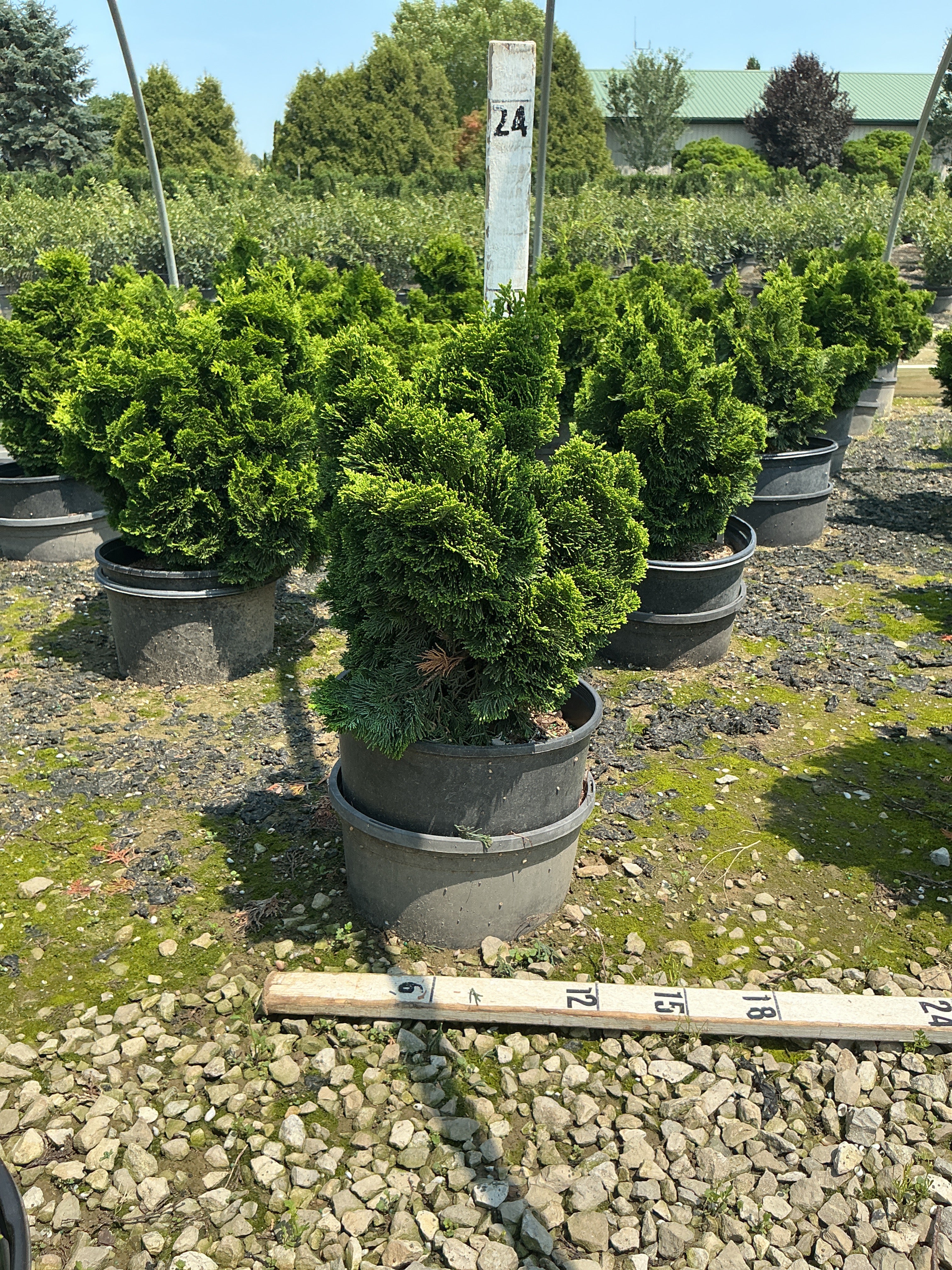 Chamaecyparis obtusa 'Nana'