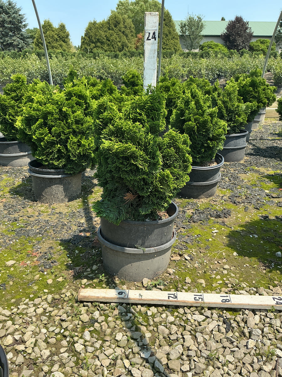 Chamaecyparis obtusa 'Nana' â€” G3 12