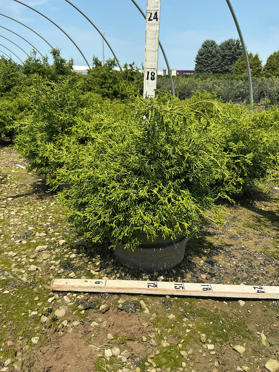 Chamaecyparis obtusa 'Contorta' â€” G3 15