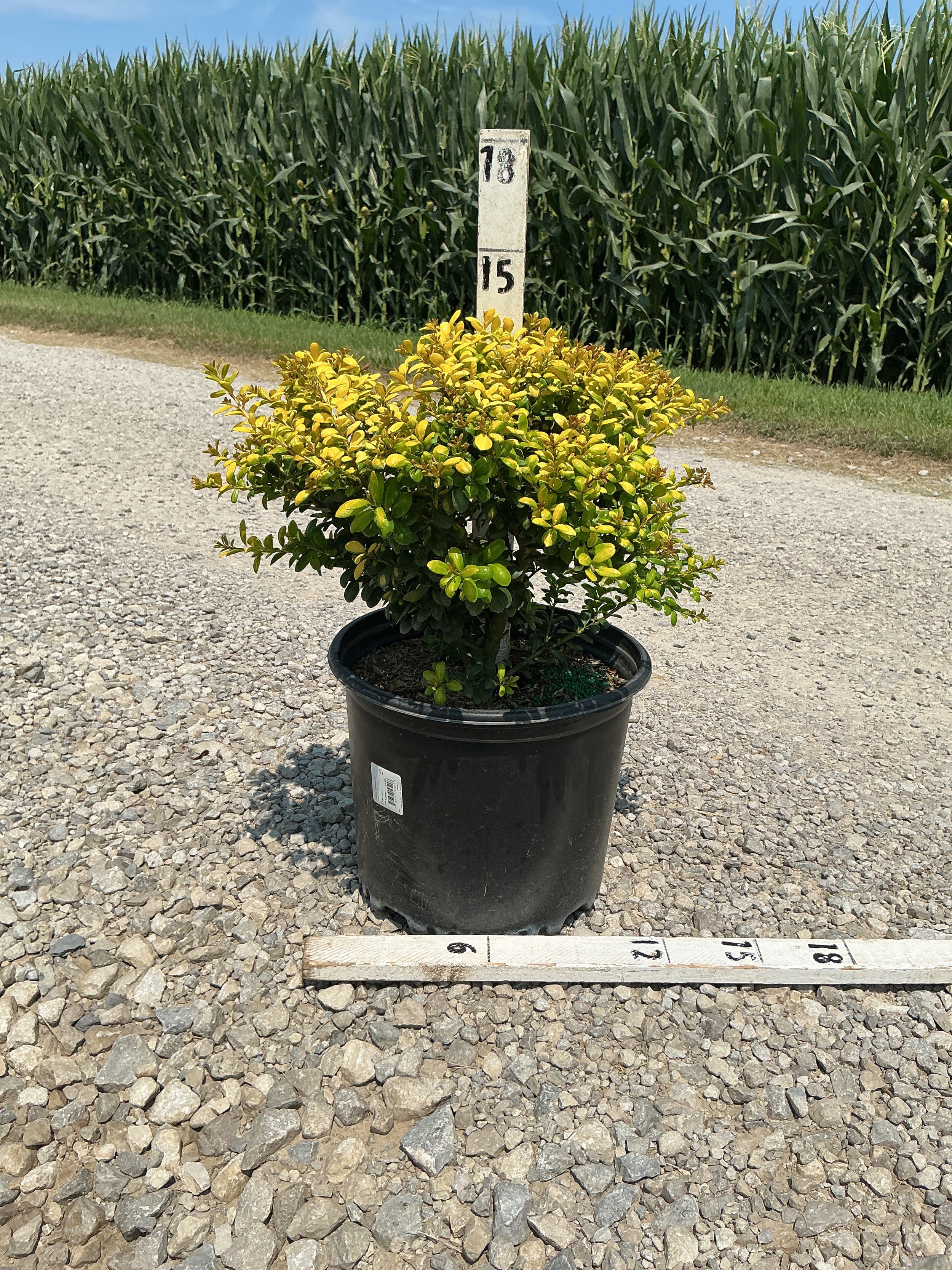 Ilex crenata 'Drops of Gold'