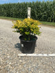 Ilex crenata 'Drops of Gold'