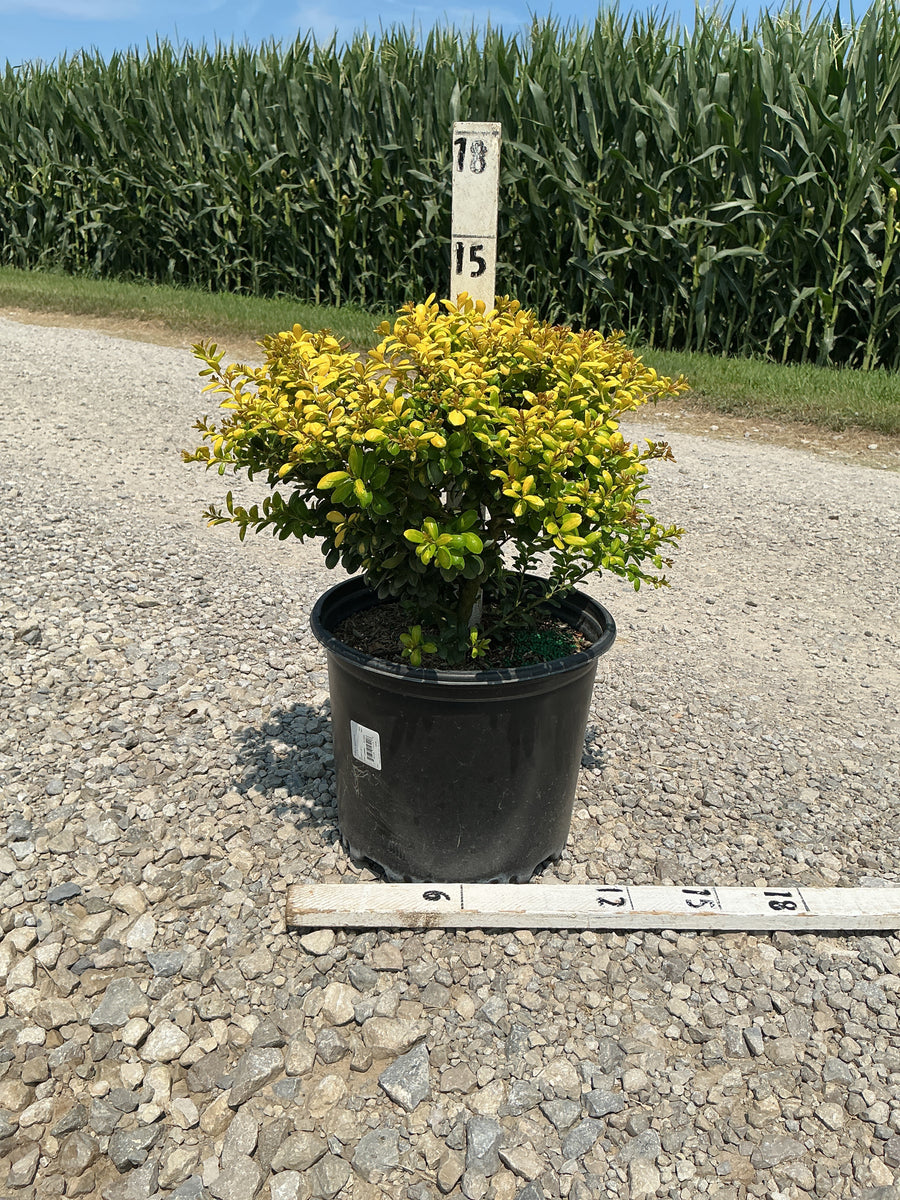 Ilex crenata 'Drops of Gold' â€” G3 15