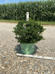 Ilex crenata 'Winterscape Chilly Willy'