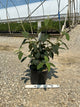 Viburnum rhytidophyllum 'Alleghany'