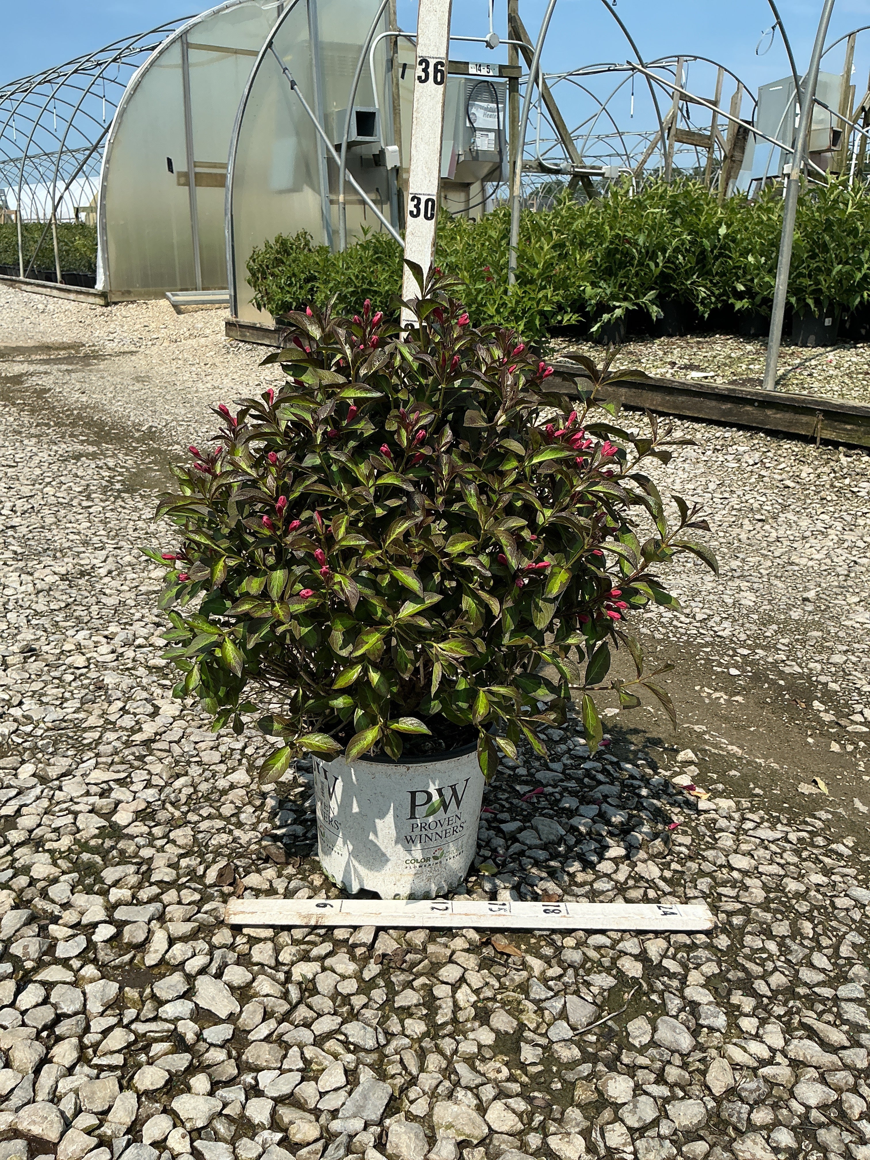 Weigela florida 'Vinho Verde'