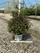 Weigela florida 'Vinho Verde'
