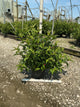 Weigela florida 'Red Prince'