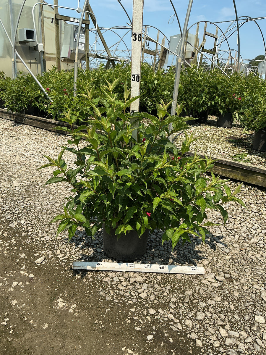 Weigela florida 'Red Prince' â€” G3 15