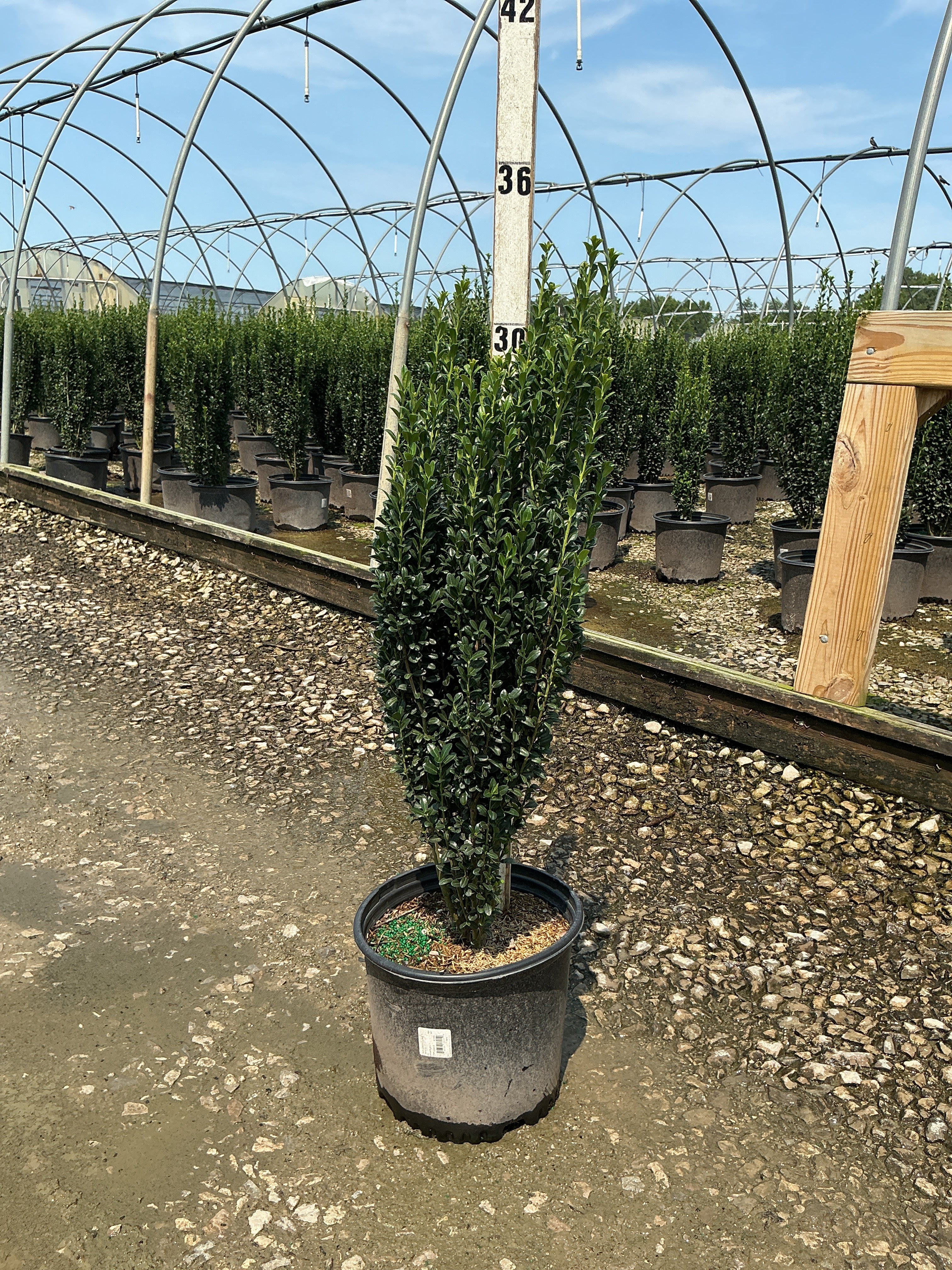 Ilex crenata 'Sky Pencil'