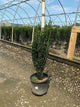 Ilex crenata 'Sky Pencil'