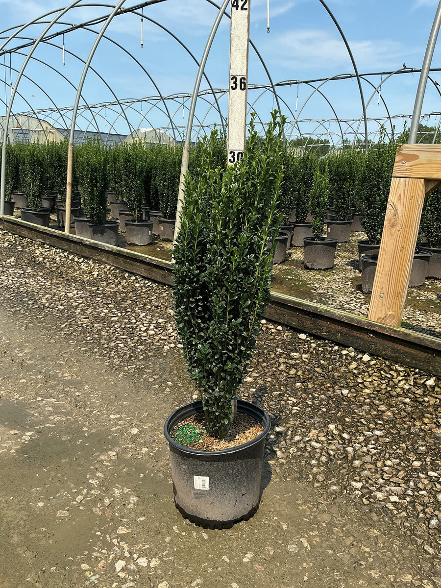 Ilex crenata 'Sky Pencil' â€” G3 24