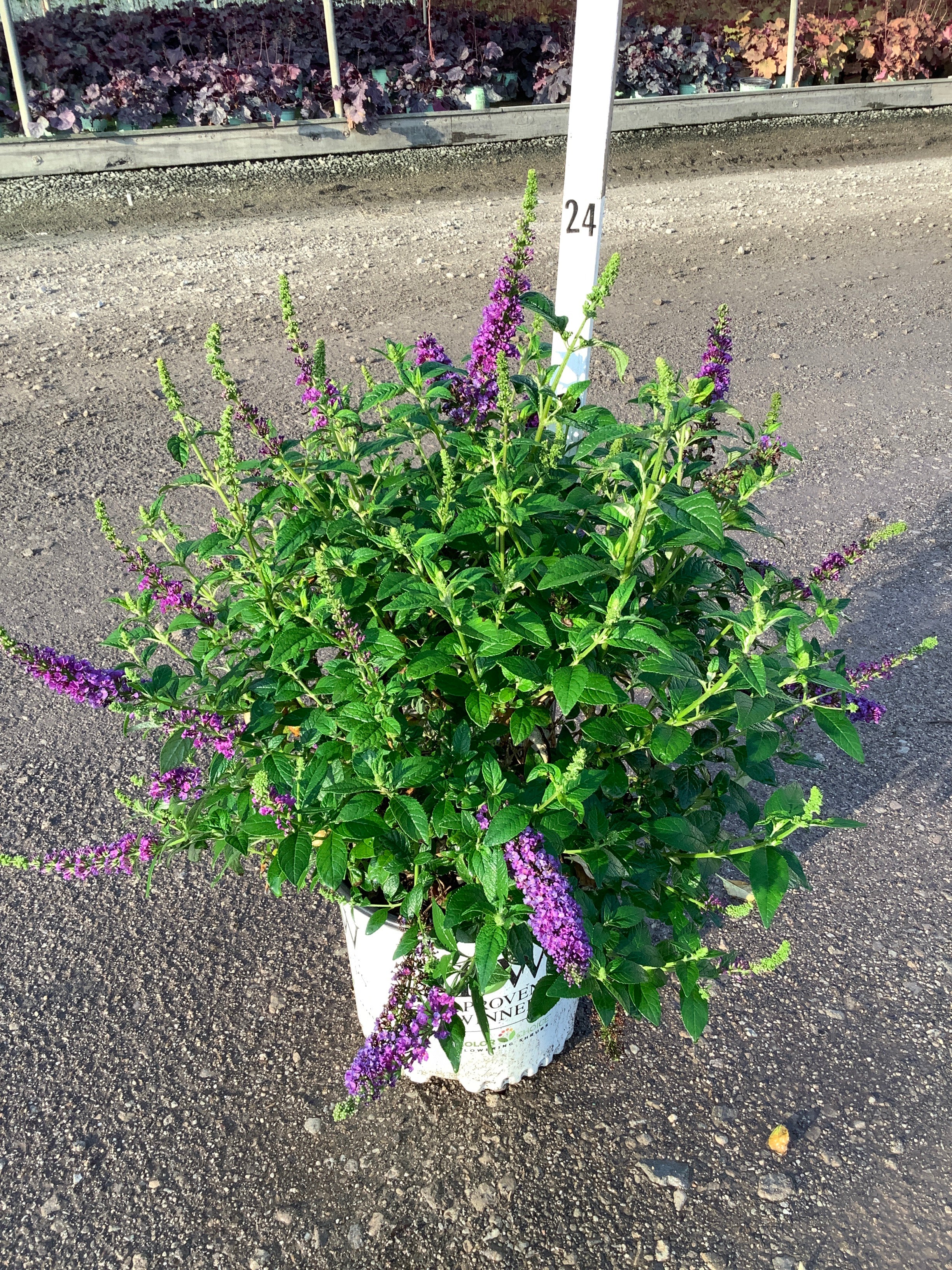 Buddleia x ’Miss Violet’