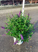 Buddleia x ’Miss Violet’
