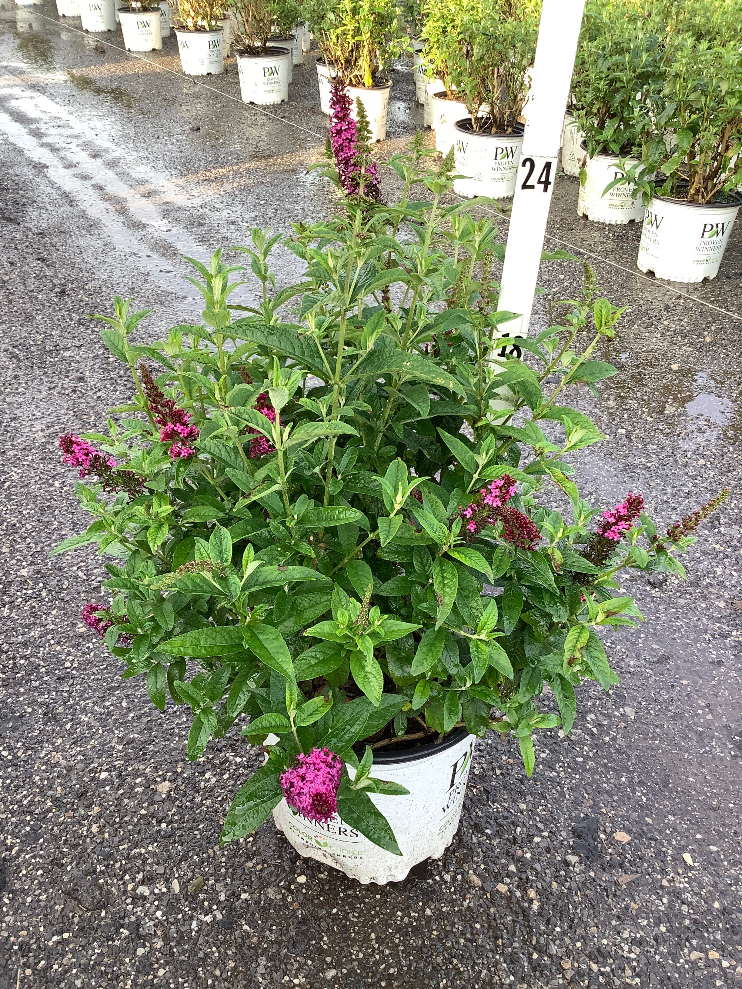 Buddleia x 'Miss Molly'