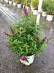 Buddleia x 'Miss Molly'