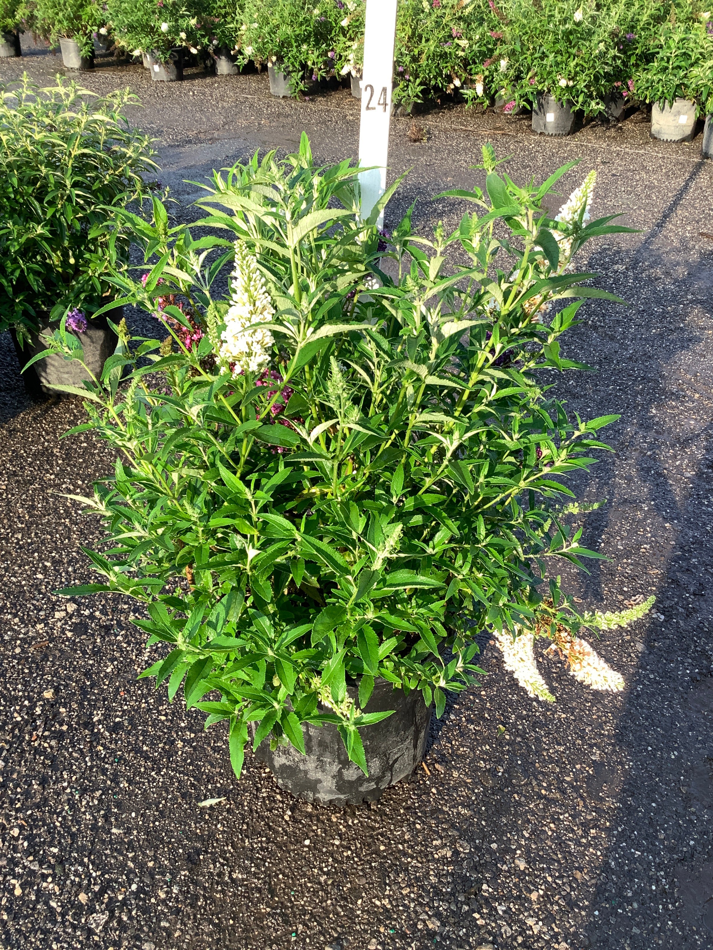 Buddleia davidii 'Butterfly Magic'