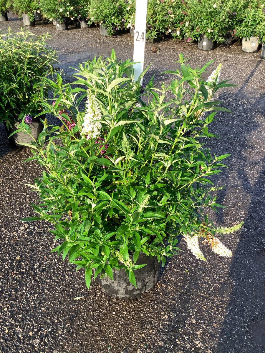 Buddleia davidii 'Butterfly Magic' â€” G3 3/PER POT