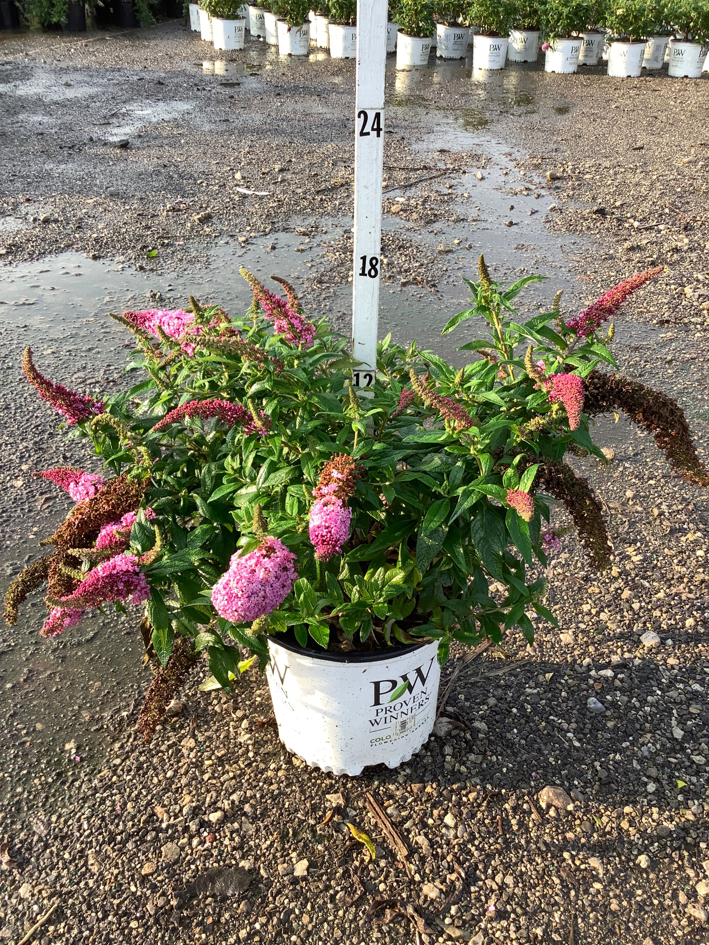 Buddleia 'Pugster Pinker'