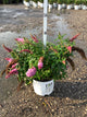 Buddleia 'Pugster Pinker'