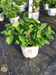 Hydrangea macrophylla 'Lets Dance Sky View'