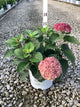 Hydrangea arborescens 'Invincble Ruby'
