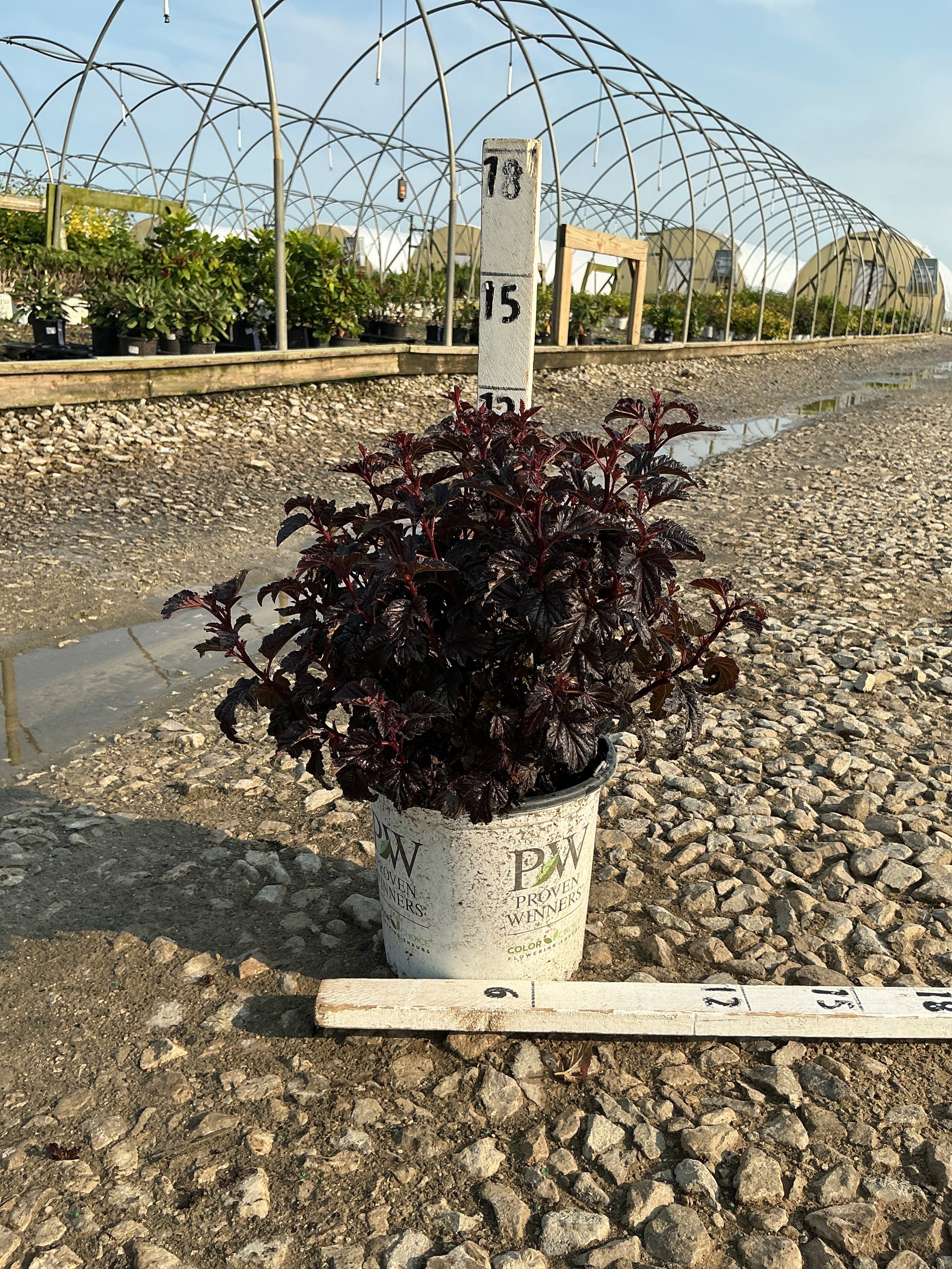 Physocarpus O 'Smr Wine Black'