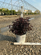 Physocarpus O 'Smr Wine Black'