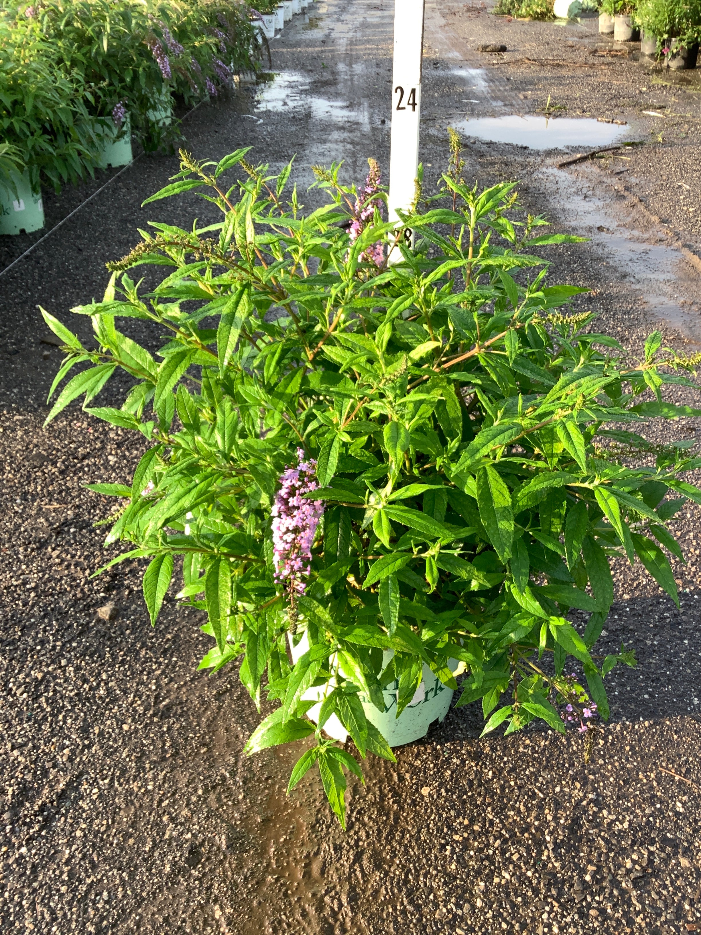 Buddleia 'Lavender Cascades'