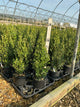 Buxus microphylla 'Green Mountain'