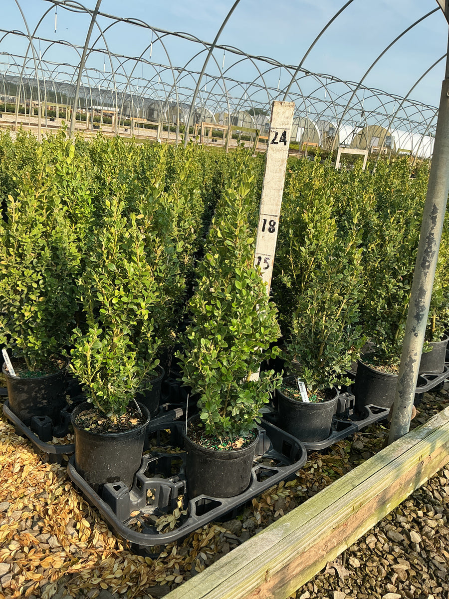 Buxus microphylla 'Green Mountain' â€” G1 10