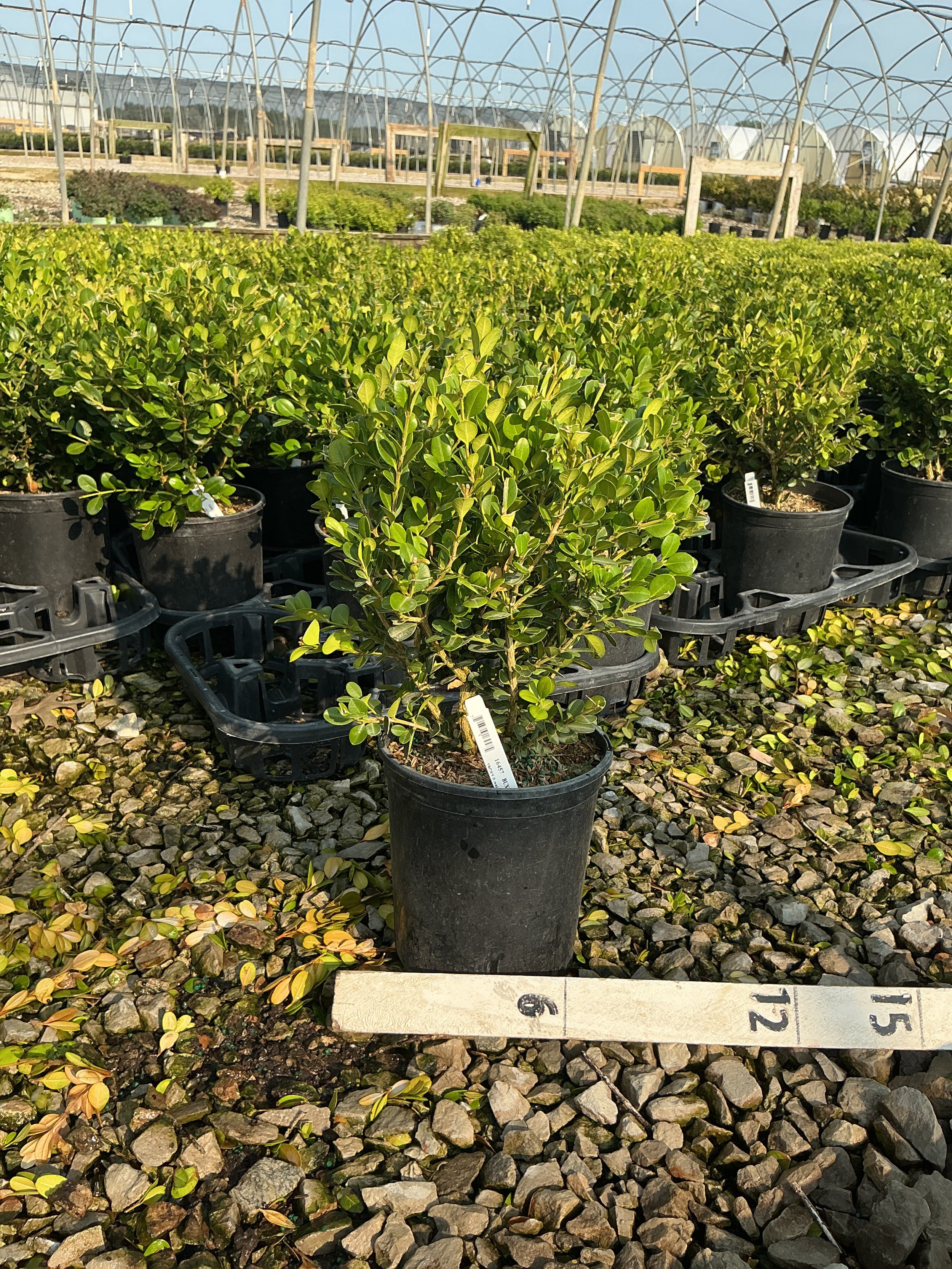 Buxus microphylla 'Winter Gem'