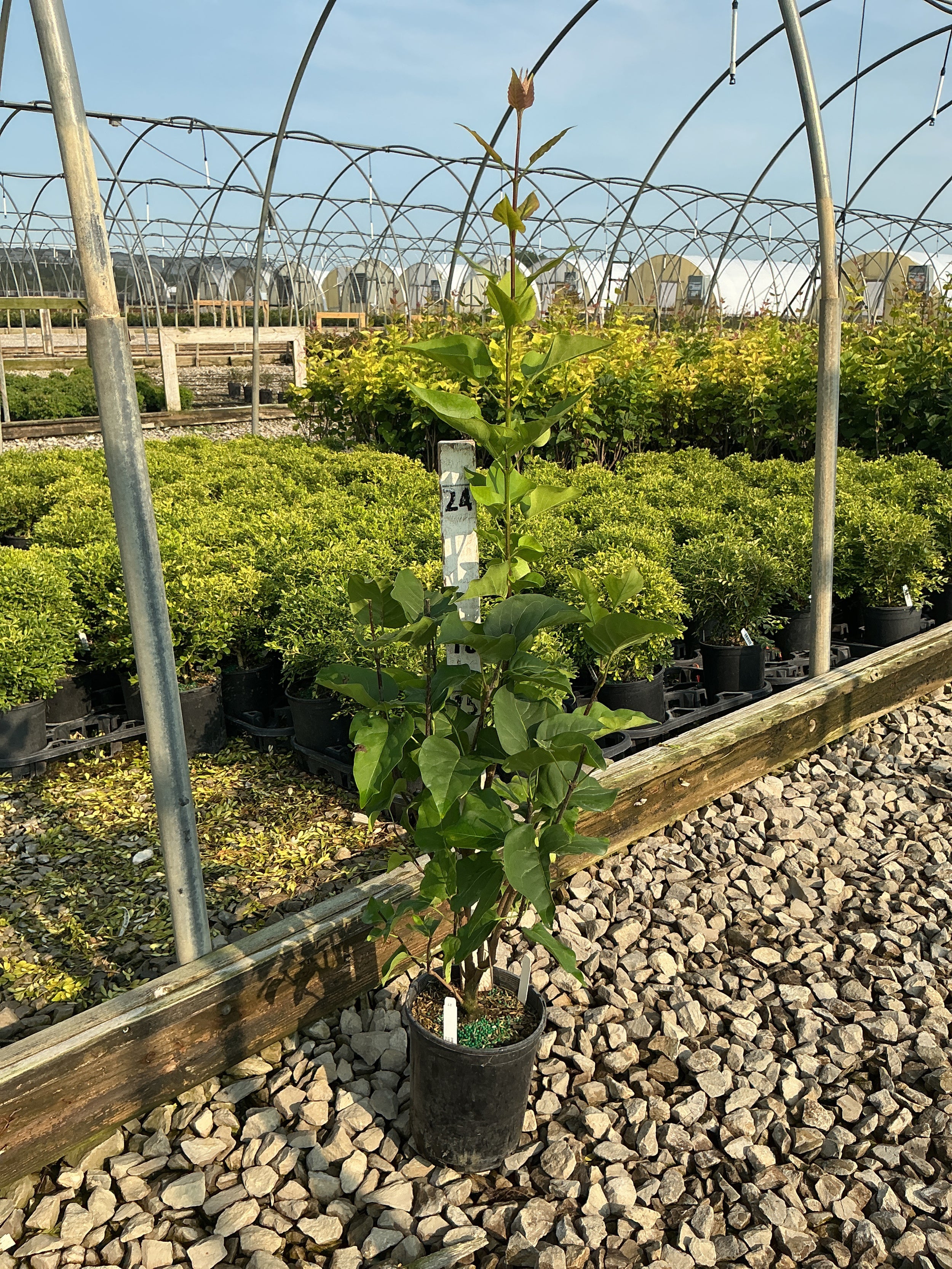 Syringa x hyacinthiflora 'Declaration'