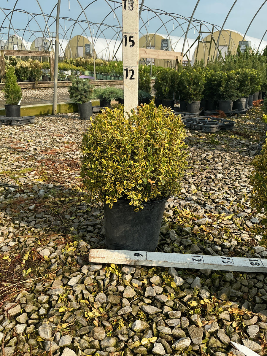 Buxus 'Gold Gem' â€” 19CM 8