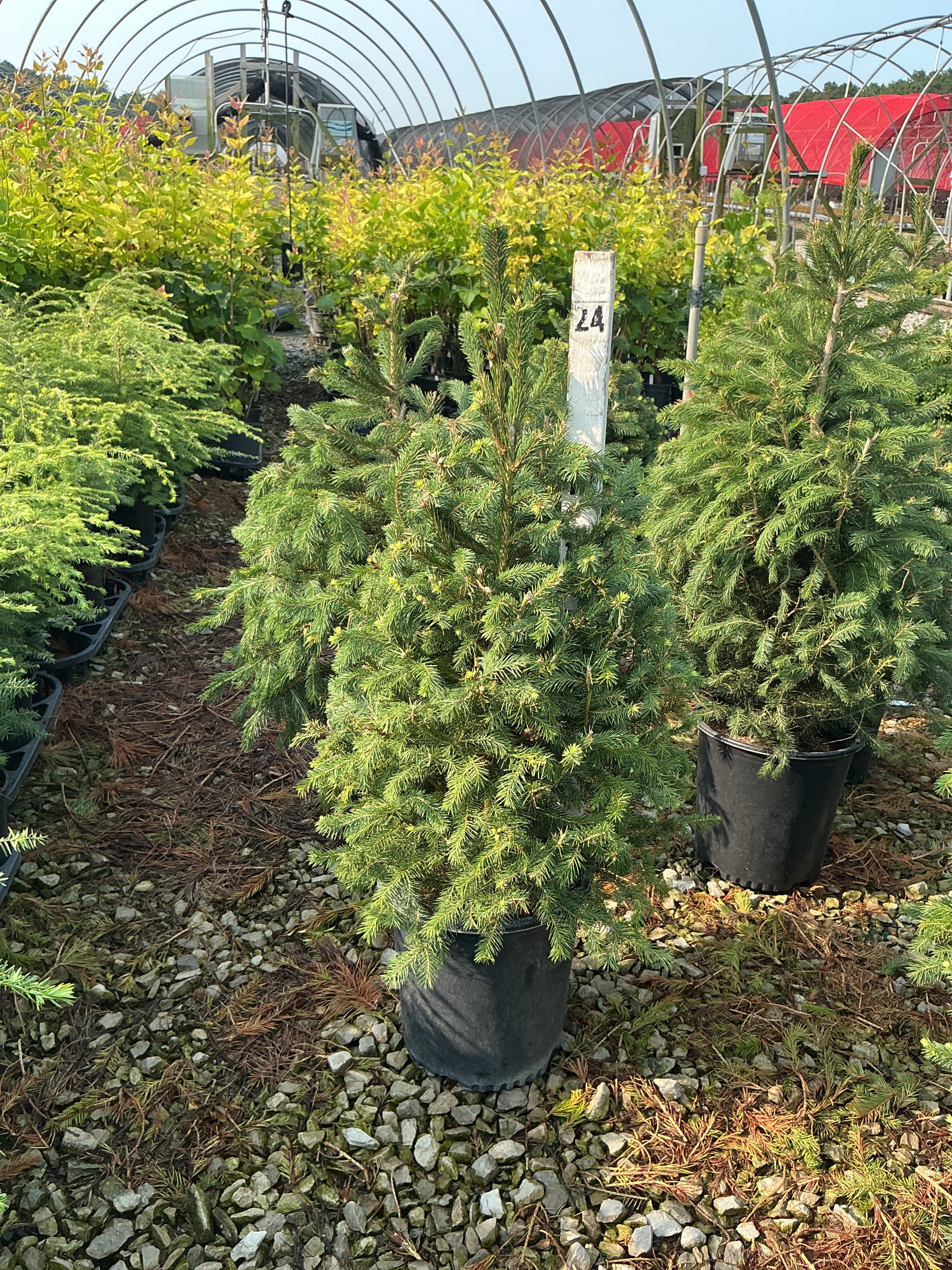 Picea abies