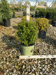 Buxus newgen 'Freedom'