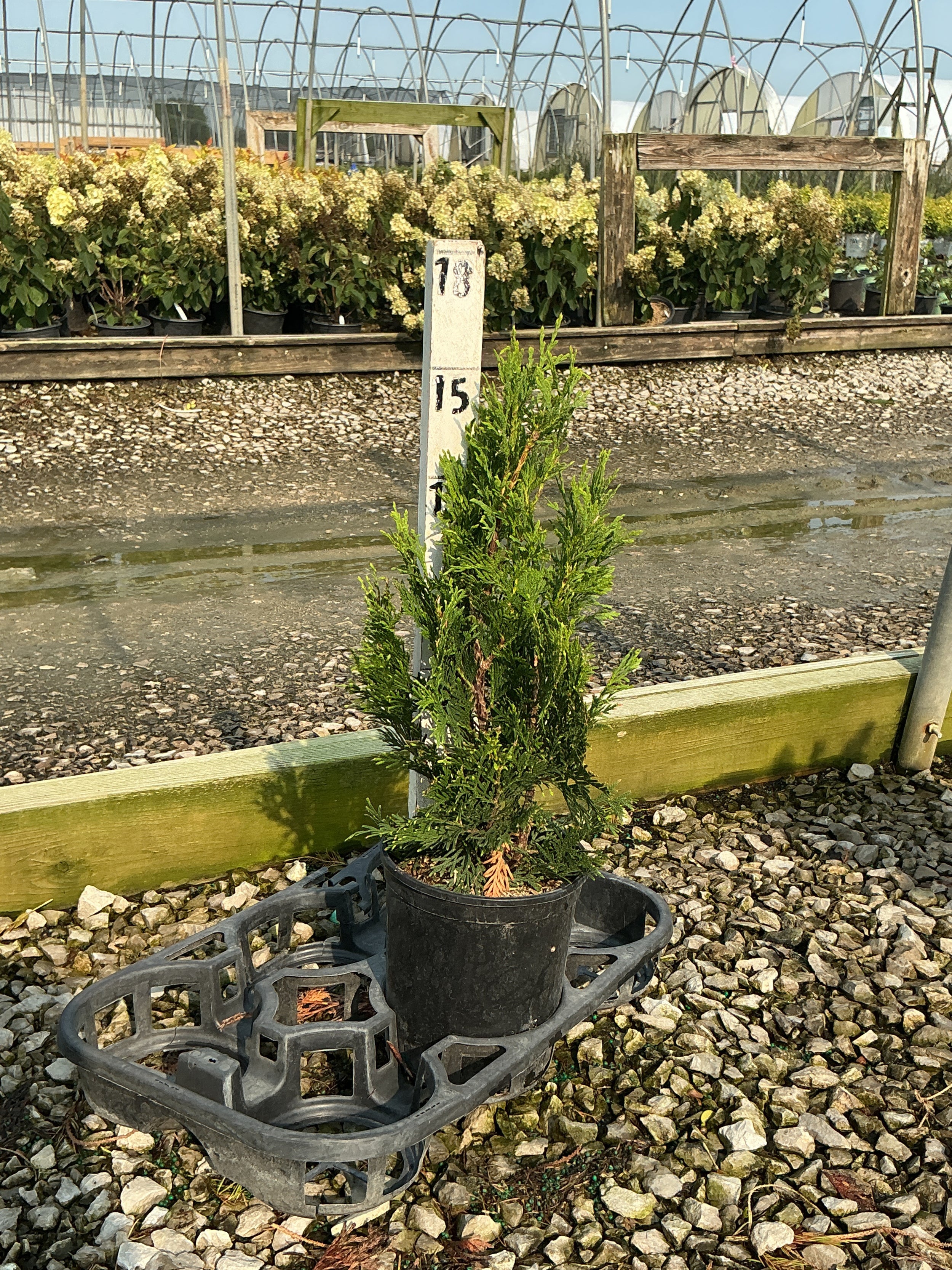 Thuja occidentalis 'Art Boe'