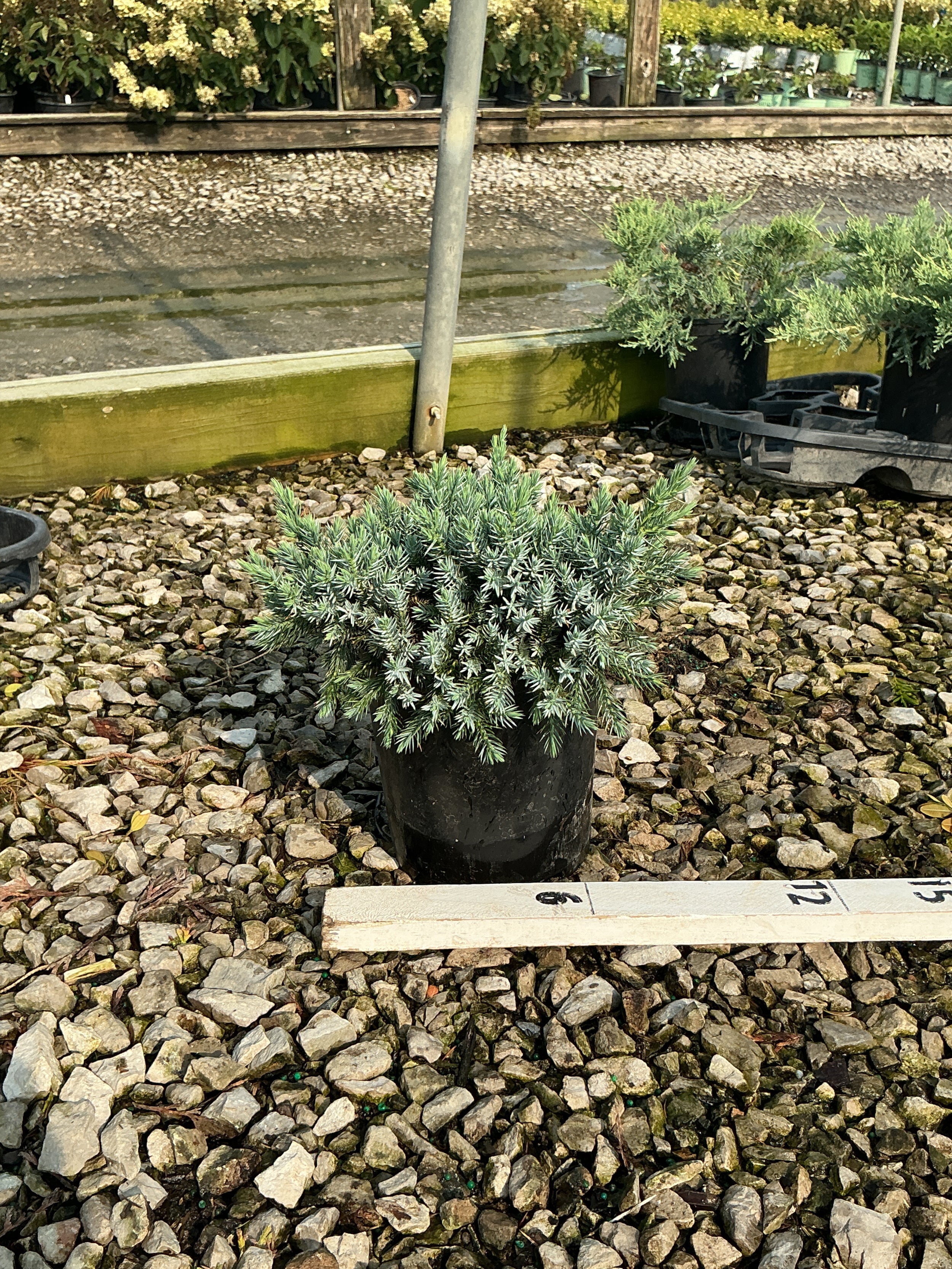 Juniperus squamata 'Blue Star'