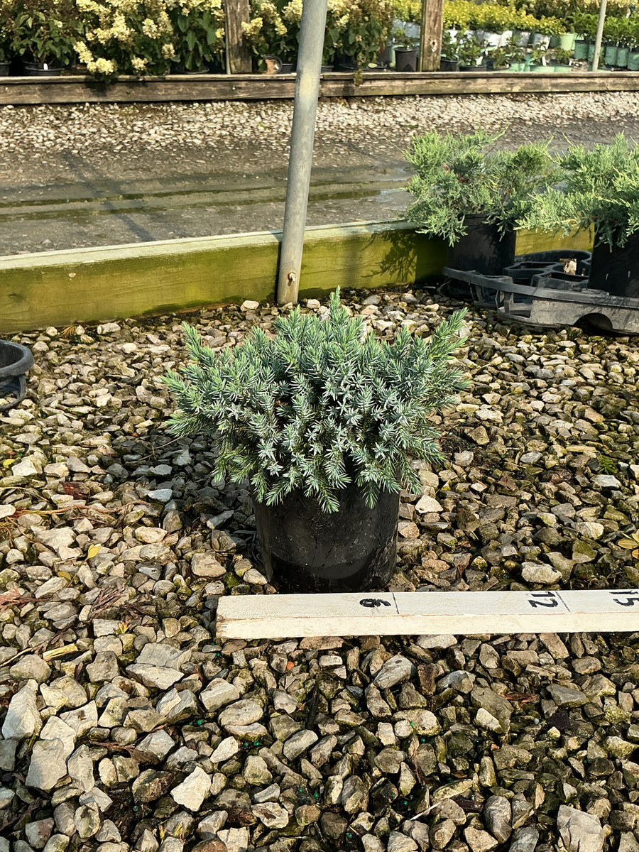 Juniperus squamata 'Blue Star' â€” G1 6