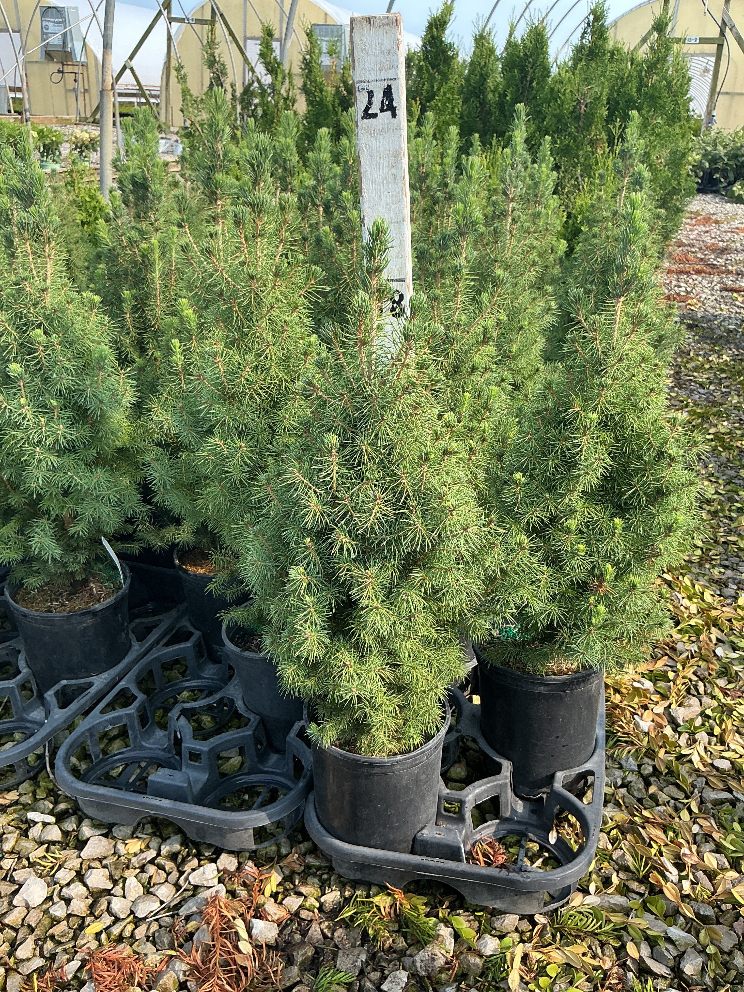 Picea glauca 'Conica'