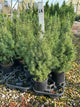 Picea glauca 'Conica'