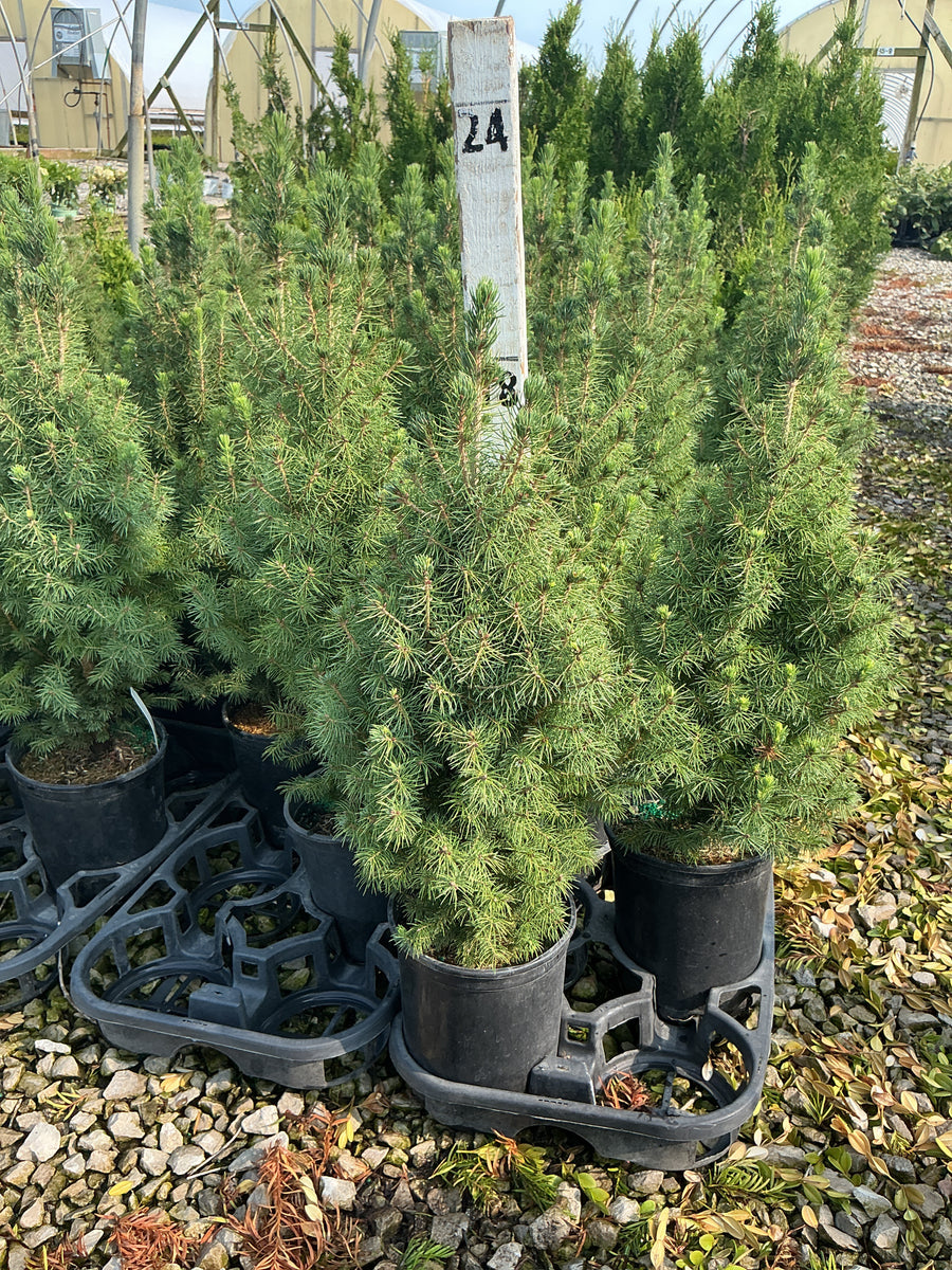 Picea glauca 'Conica' â€” G1 12