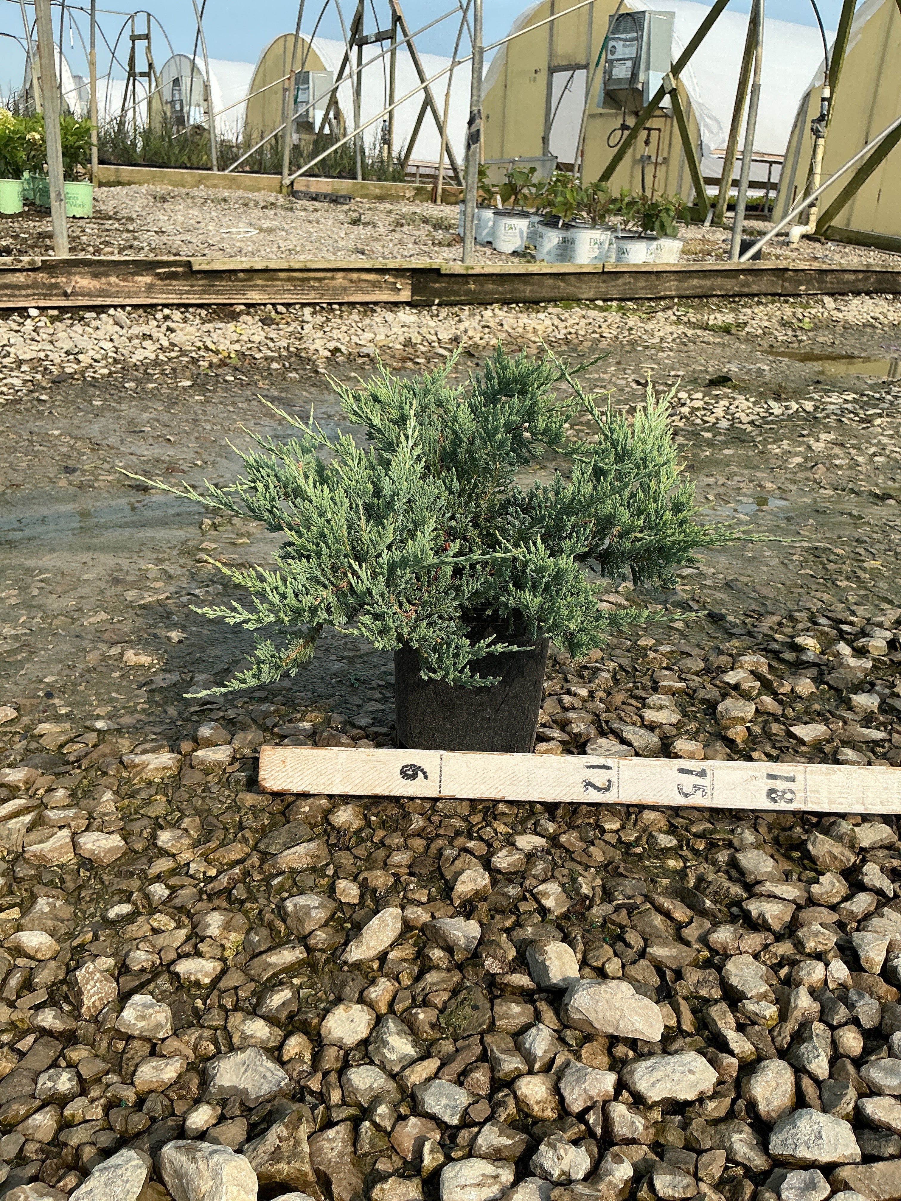 Juniperus horizontalis 'Blue Chip'