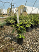 Viburnum x 'Carlesii'