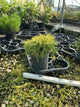 Chamaecyparis pisifera 'Mops'