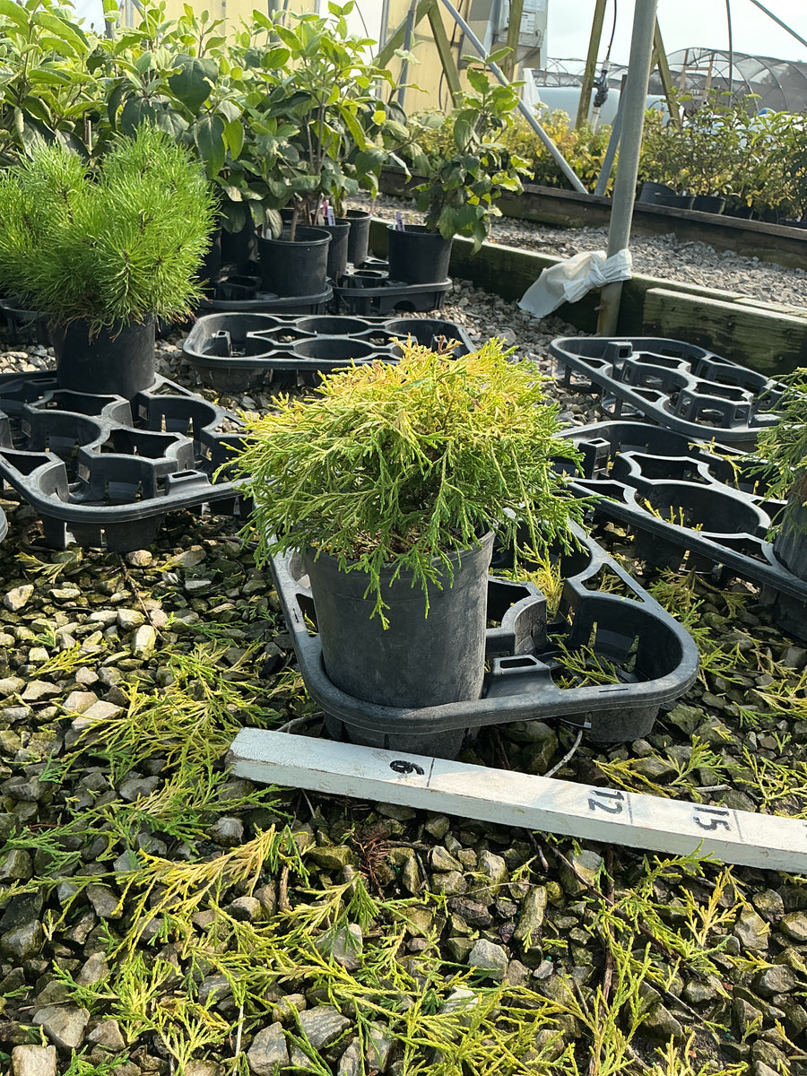 Chamaecyparis pisifera 'Mops' â€” G1 8