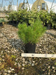 Pinus mugo 'Enci'