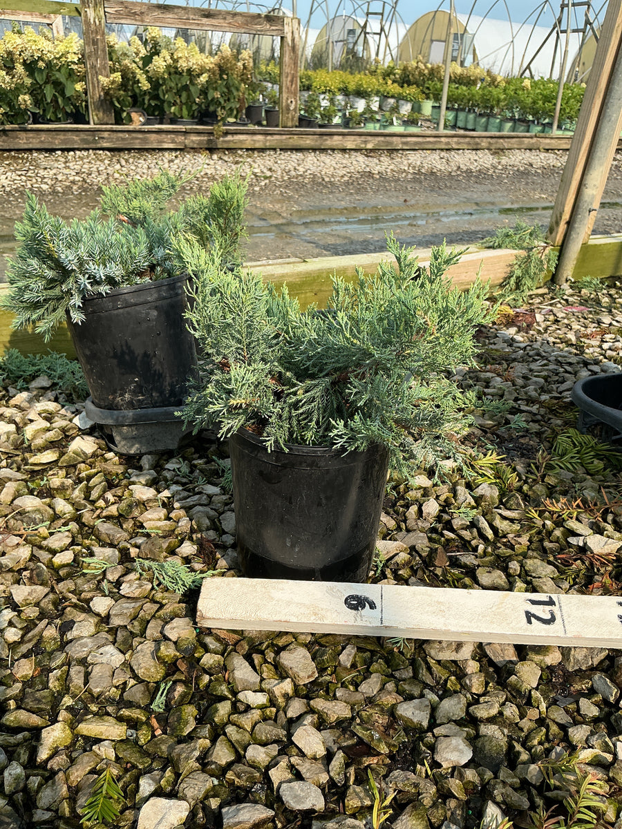 Juniperus virginiana 'Grey Owl' â€” G1