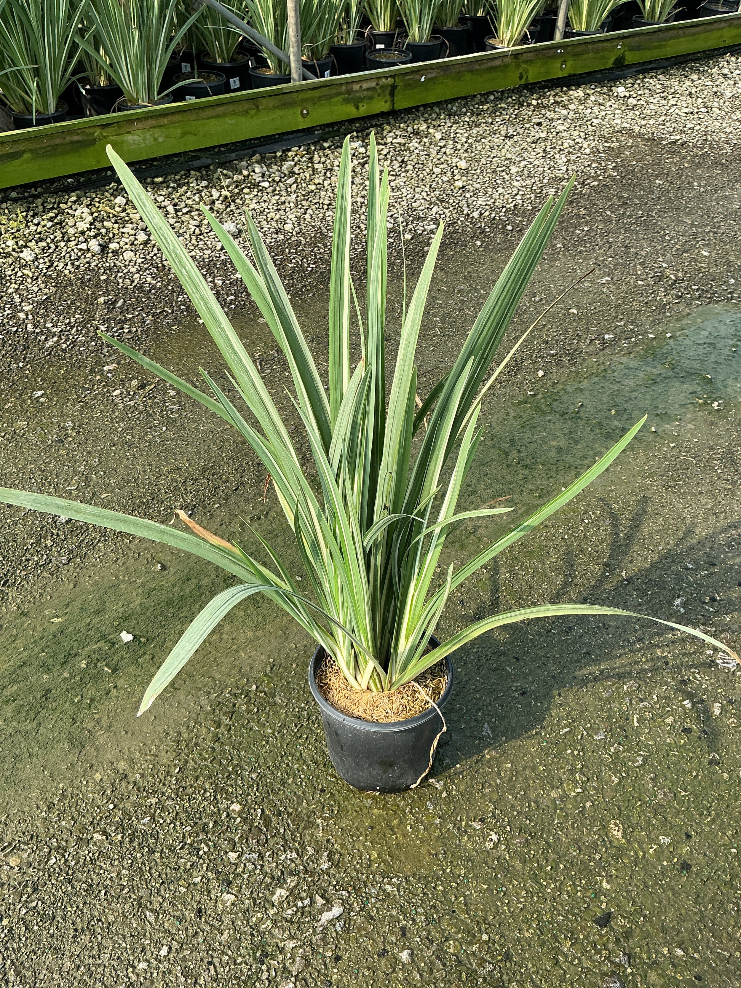 Iris ensata 'Variegata'